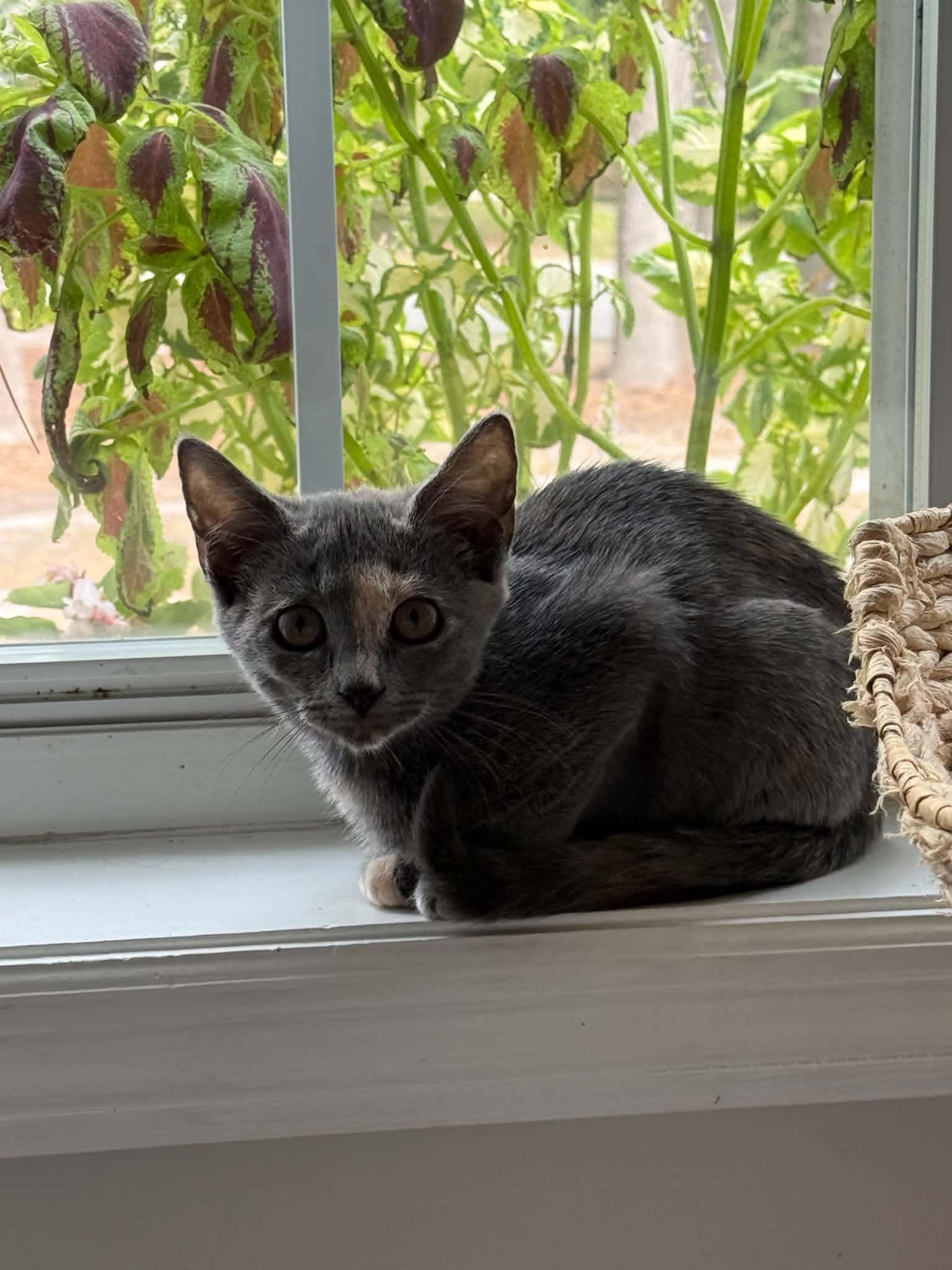 Enlarge Amelia, a Adopted Dilute Calico in Wilmington, NC image 2/3