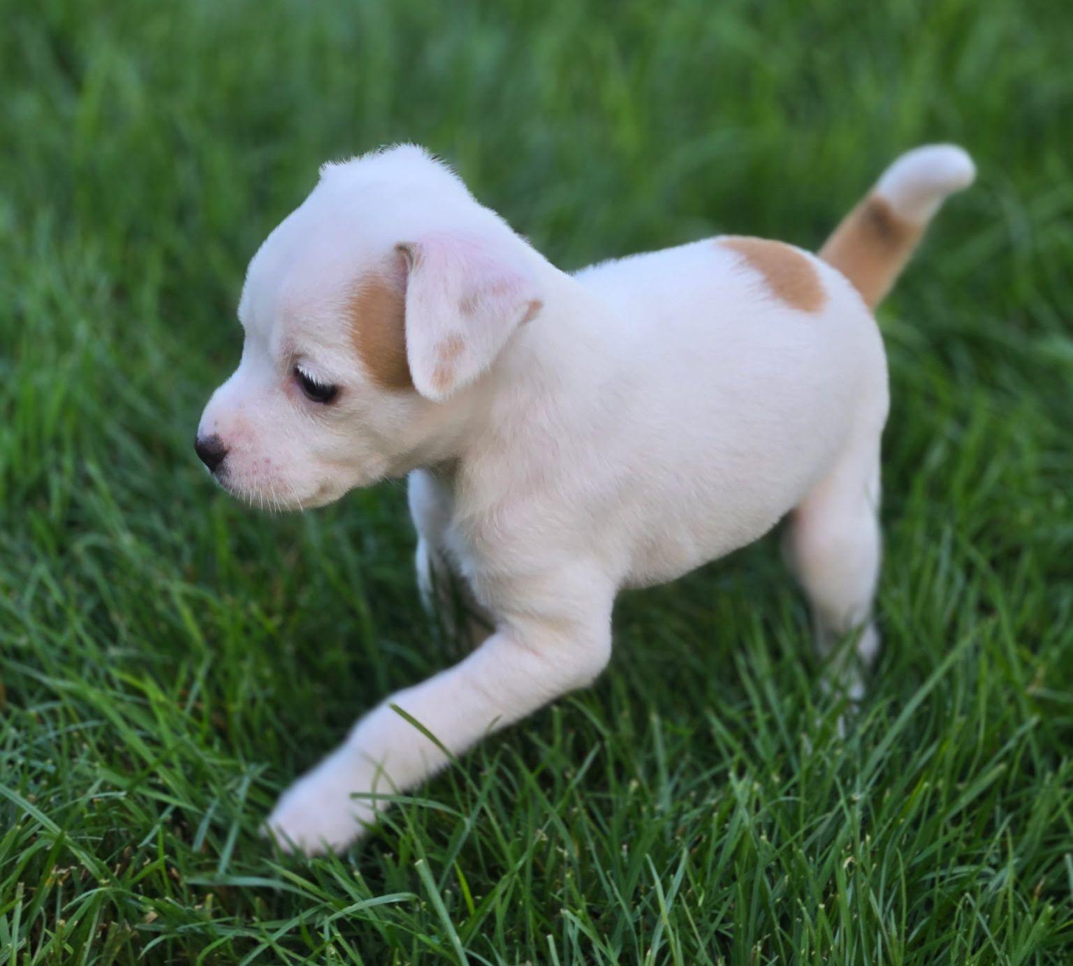 Grace, Adopted, Young Female Chihuahua.