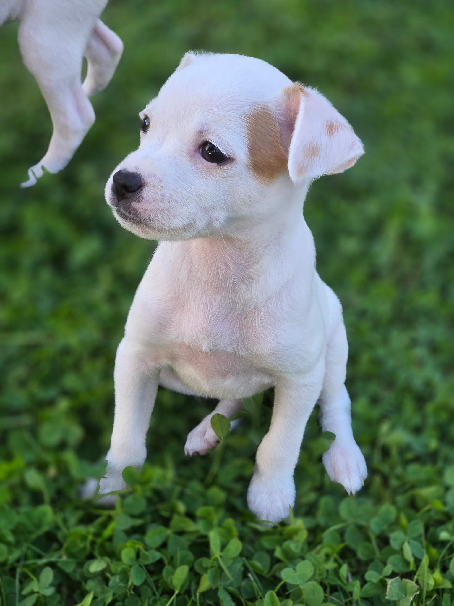 Enlarge Grace, a Adopted Chihuahua in LEWISTON, ID image 3/3