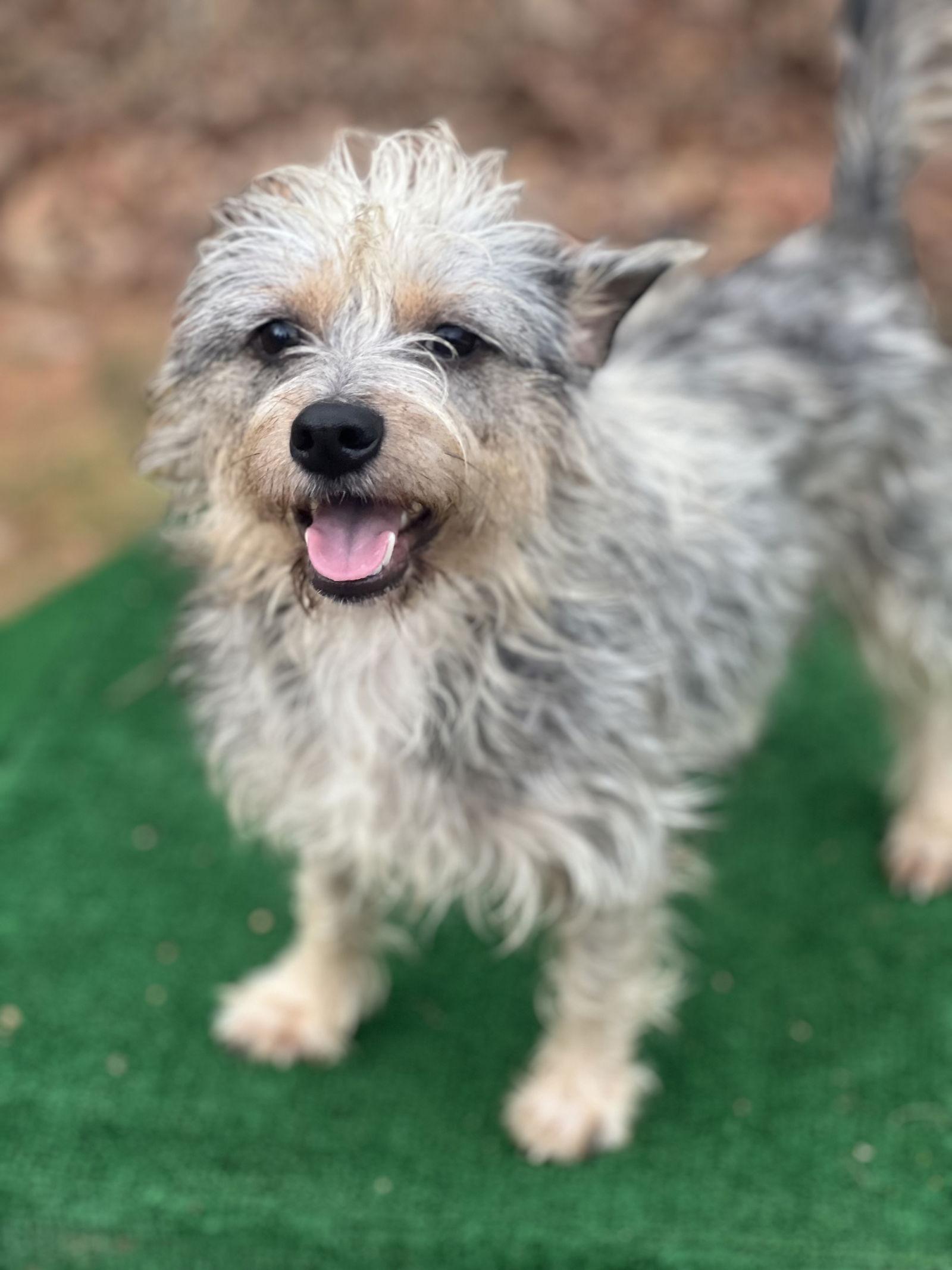 Lolly, a Adopted Schnauzer in Lakemont, GA image 1/3