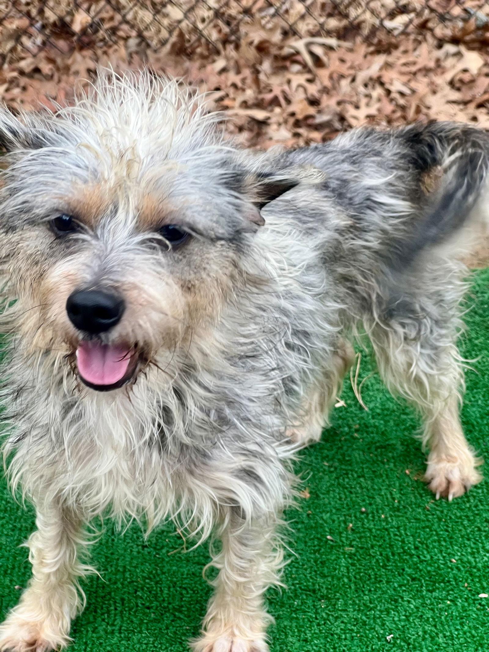 Lolly, Adopted, Young Female Schnauzer.