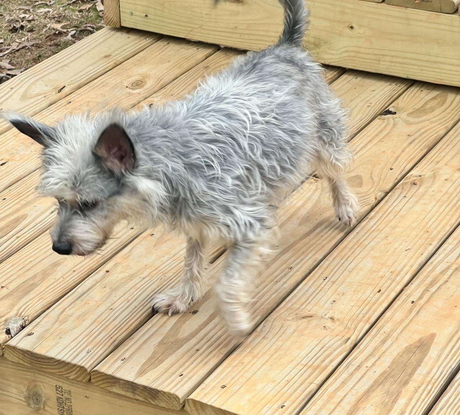 Lolly, a Adopted Schnauzer in Lakemont, GA image 3/3