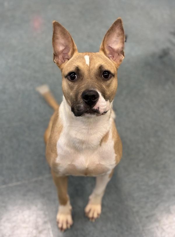 Enlarge Miss Mirage - In Foster, a Adoptable mixed breed in Richmond, VA image 2/2