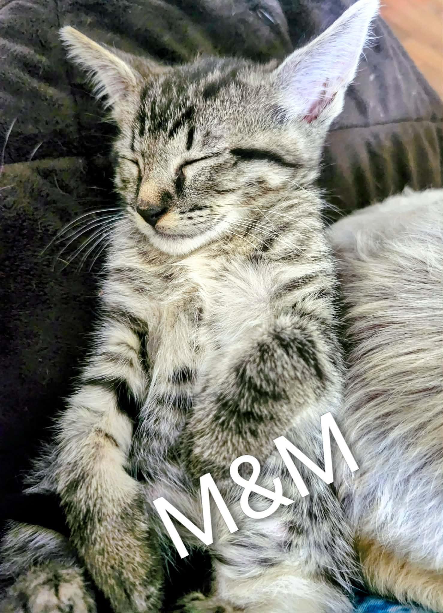 M&M, adopted, Kitten Female Tabby.