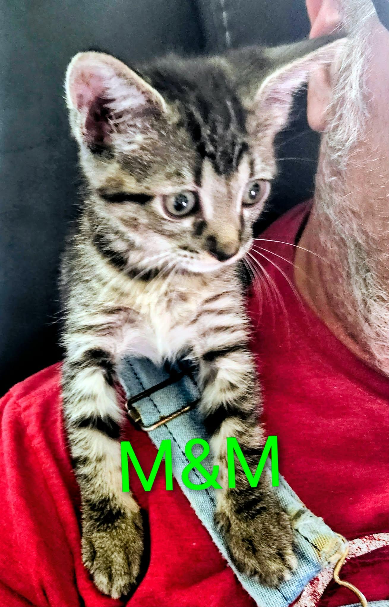 M&M, an adopted Tabby in Okemah, OK image 2/2