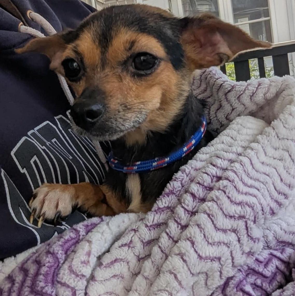 Enlarge Kira, a ADOPTABLE mixed breed in Rochester, NY image 3/6