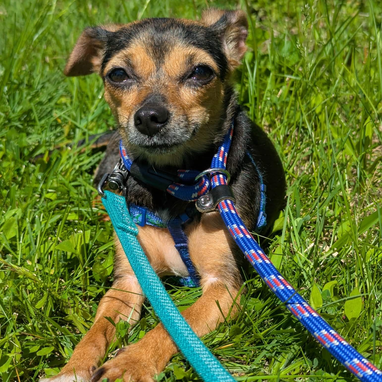 Enlarge Kira, a ADOPTABLE mixed breed in Rochester, NY image 5/6