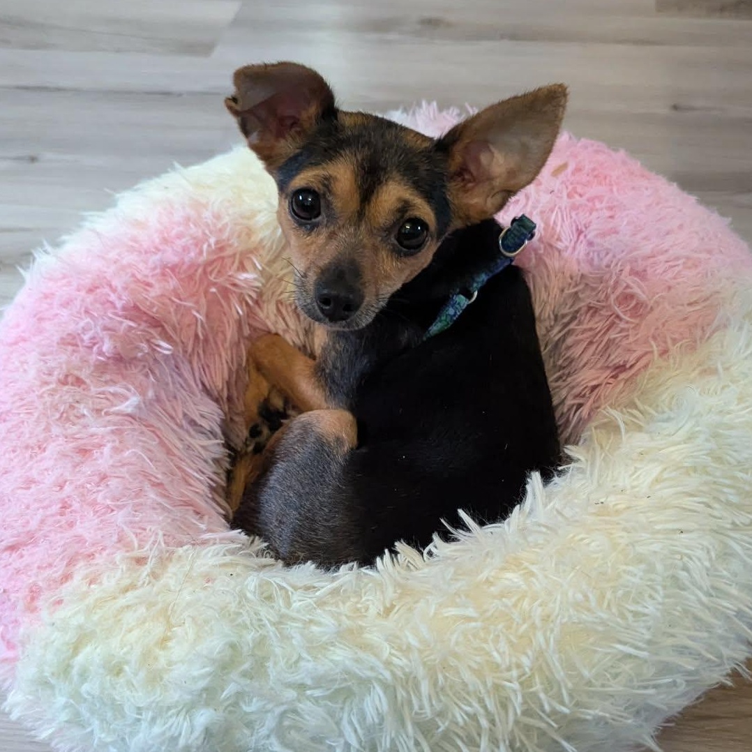 Enlarge Kira, a ADOPTABLE mixed breed in Rochester, NY image 2/6