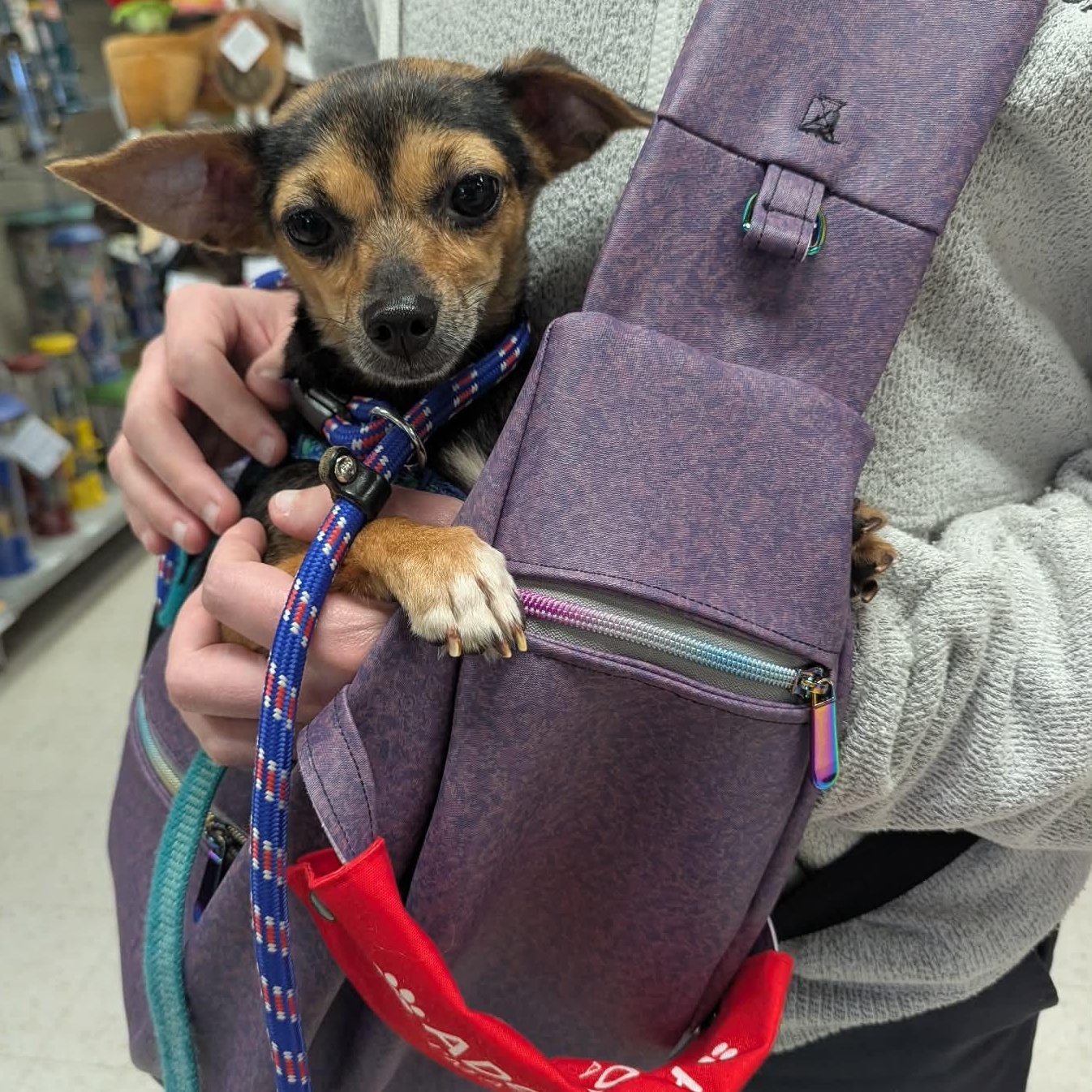 Enlarge Kira, a ADOPTABLE mixed breed in Rochester, NY image 6/6