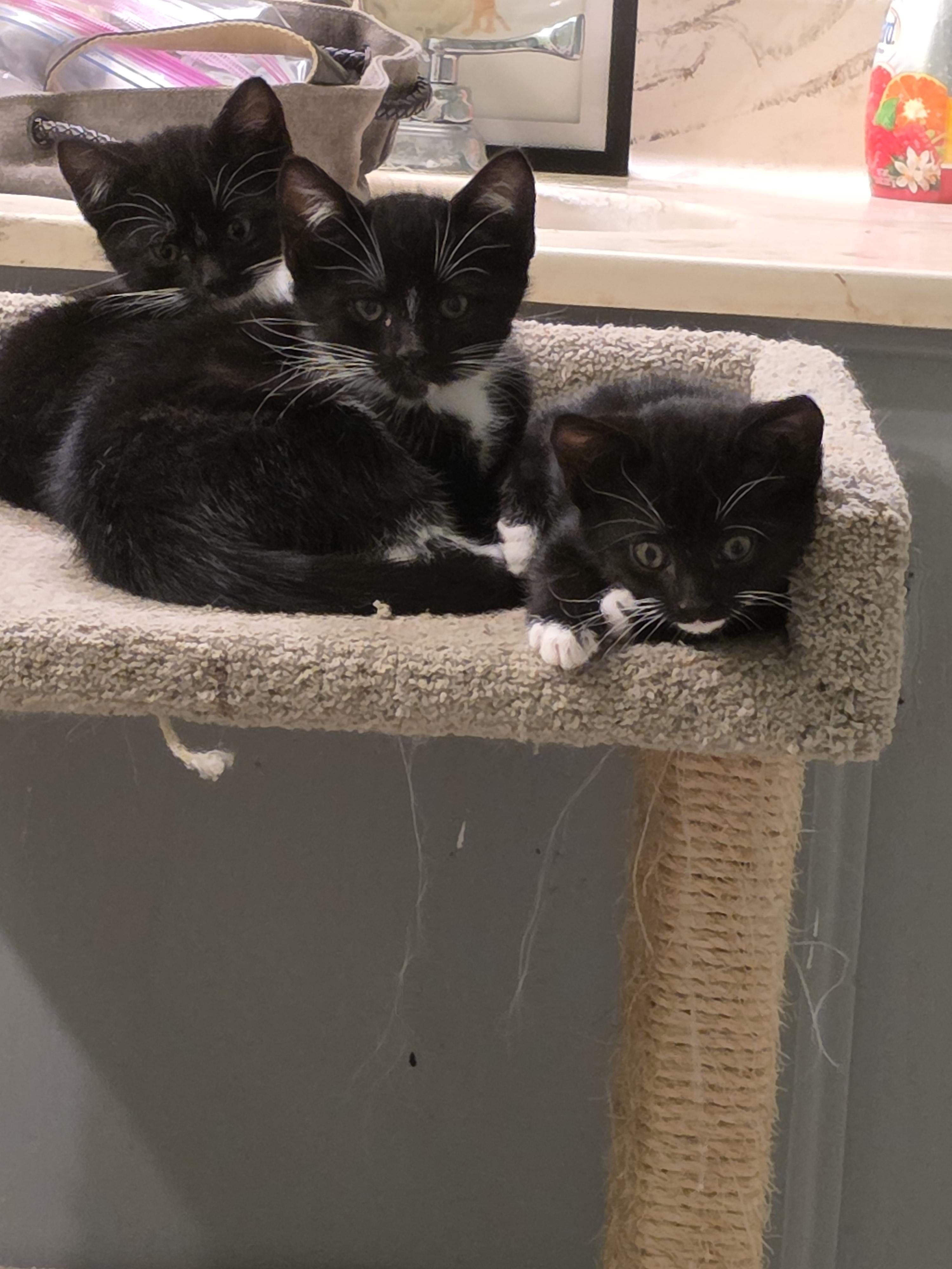 Enlarge Checkers, a ADOPTABLE mixed breed in Mission Viejo, CA image 1/1