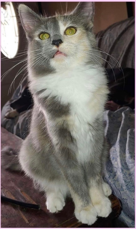 Enlarge Shadi , a Adoptable Domestic Medium Hair in Covina , CA image 1/7