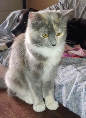 Enlarge Shadi , a Adoptable Domestic Medium Hair in Covina , CA image 2/7