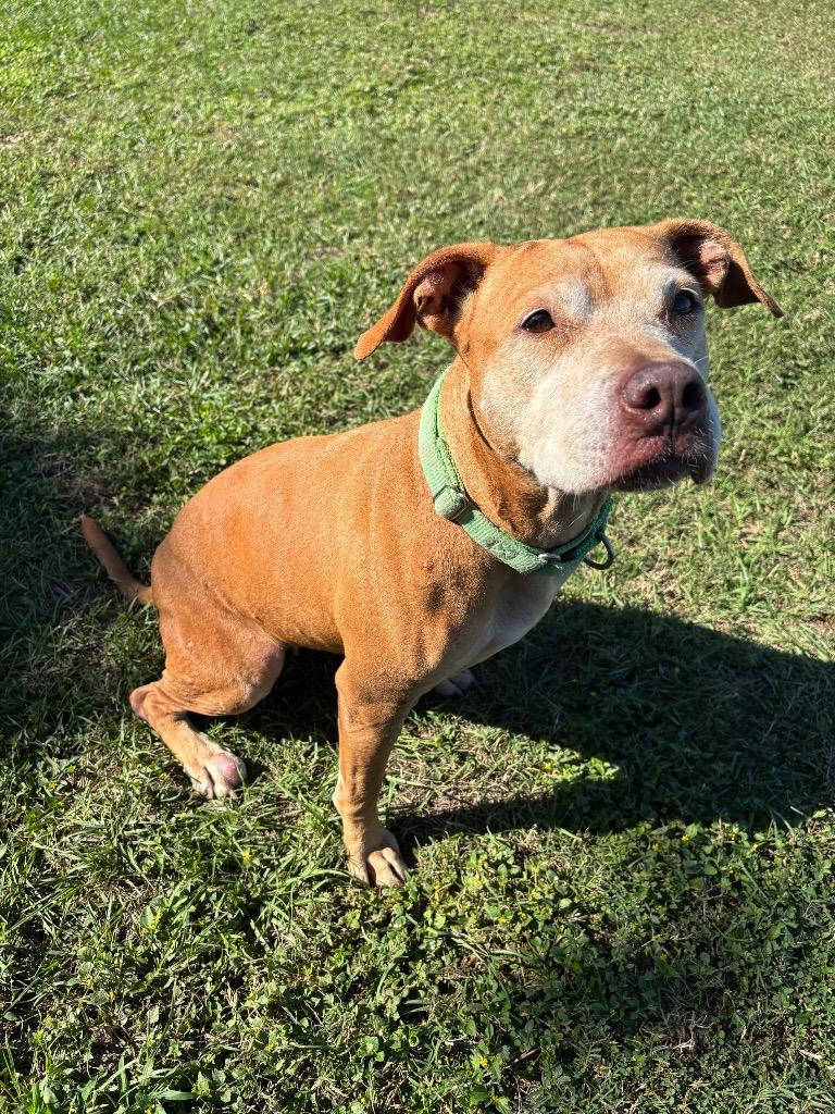 Enlarge Lettie Lettuce, a Adoptable Mixed Breed in Ocala, FL image 2/3