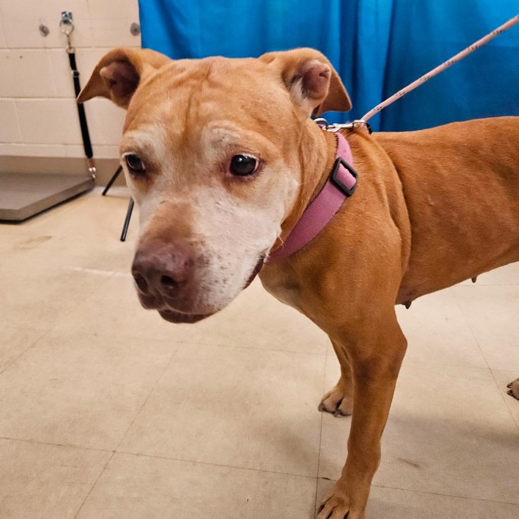 Enlarge Lettie Lettuce, a Adoptable Mixed Breed in Ocala, FL image 3/3