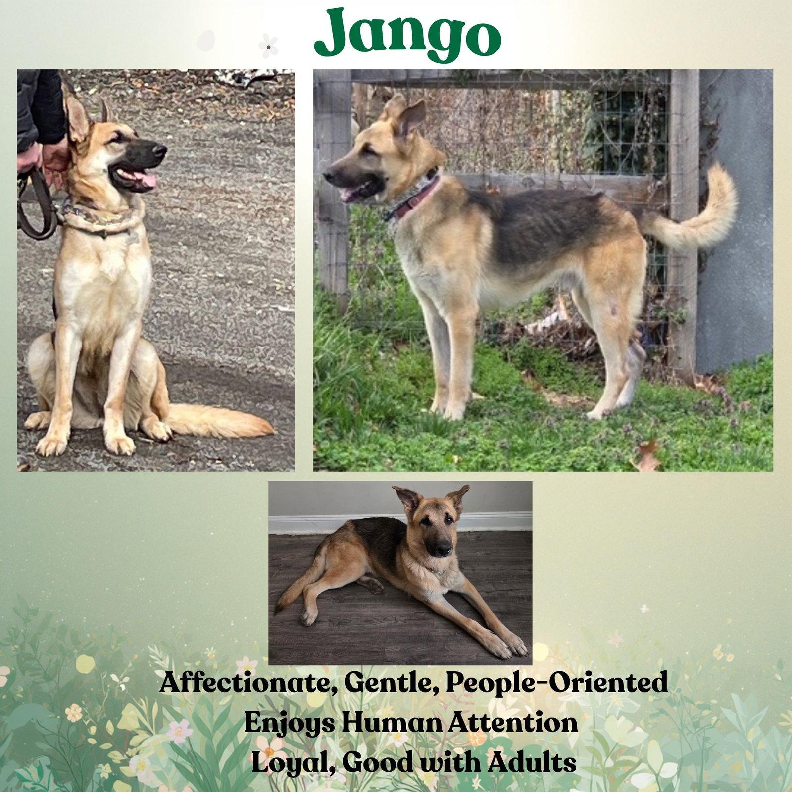 Enlarge Jango, a Adoptable German Shepherd Dog in Baltimore, MD image 1/3