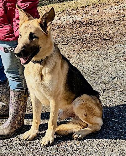 Enlarge Jango, a Adoptable German Shepherd Dog in Baltimore, MD image 2/3