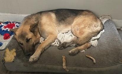 Enlarge Jango, a Adoptable German Shepherd Dog in Baltimore, MD image 3/3