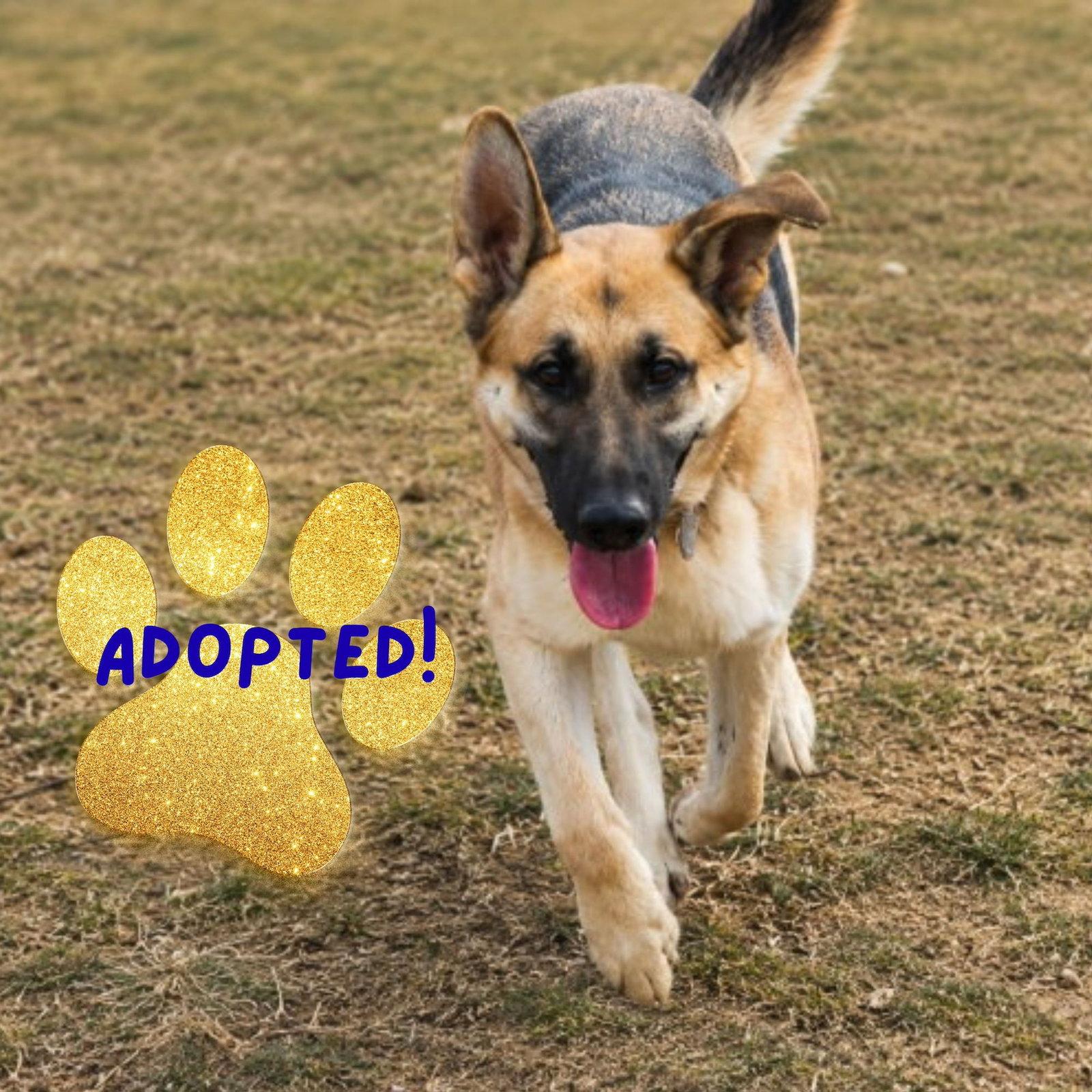 Enlarge Jango, a Adoptable German Shepherd Dog in Baltimore, MD image 2/3
