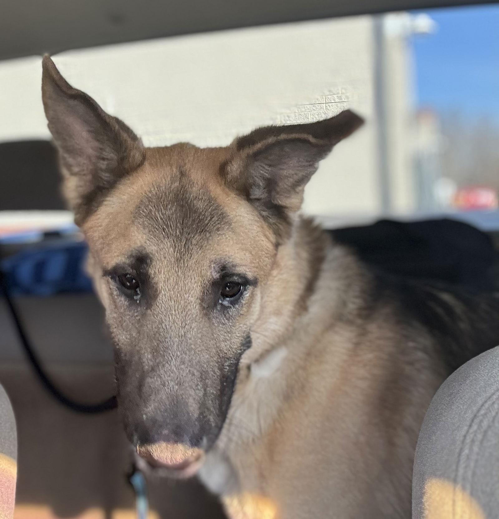 Jango, a Adoptable German Shepherd Dog in Baltimore, MD image 1/2