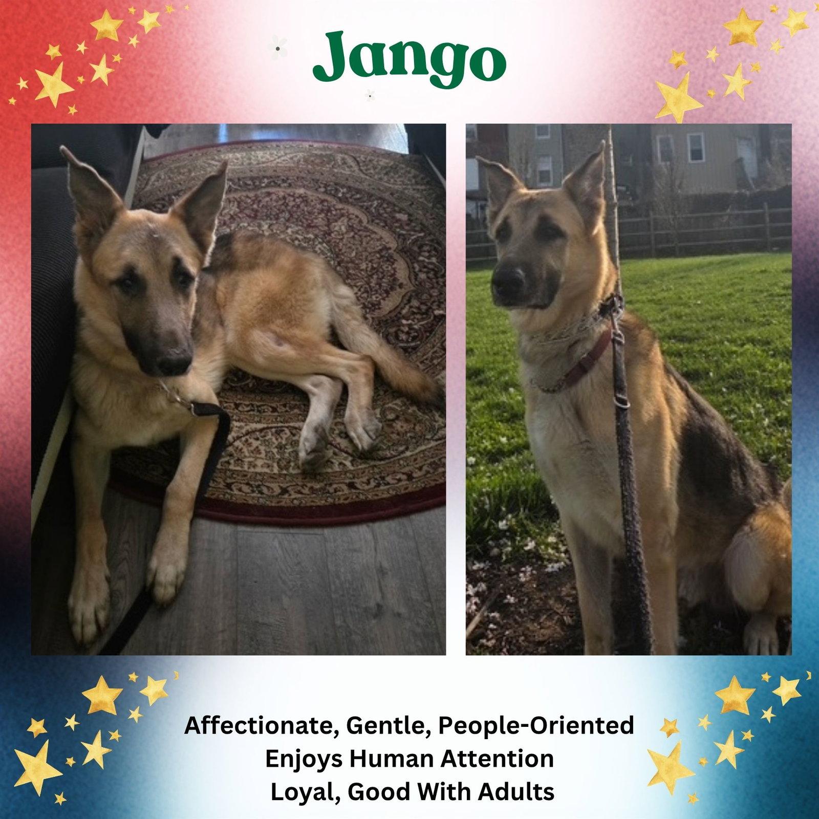Jango, a Adoptable German Shepherd Dog in Baltimore, MD image 3/3