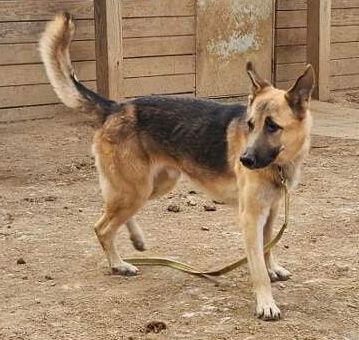Jango, Adoptable, Adult Male German Shepherd Dog.