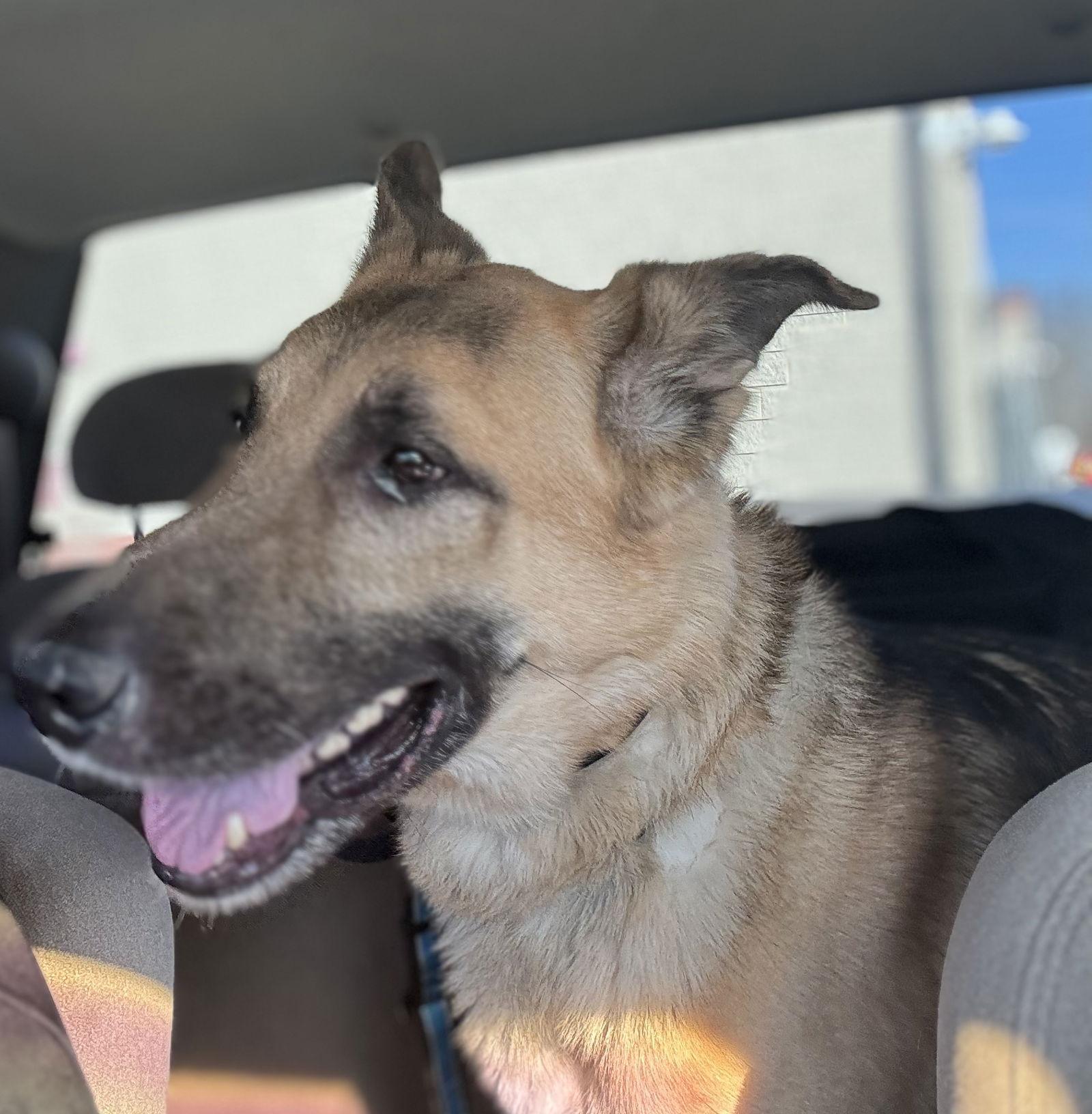 Jango, a Adoptable German Shepherd Dog in Baltimore, MD image 2/2