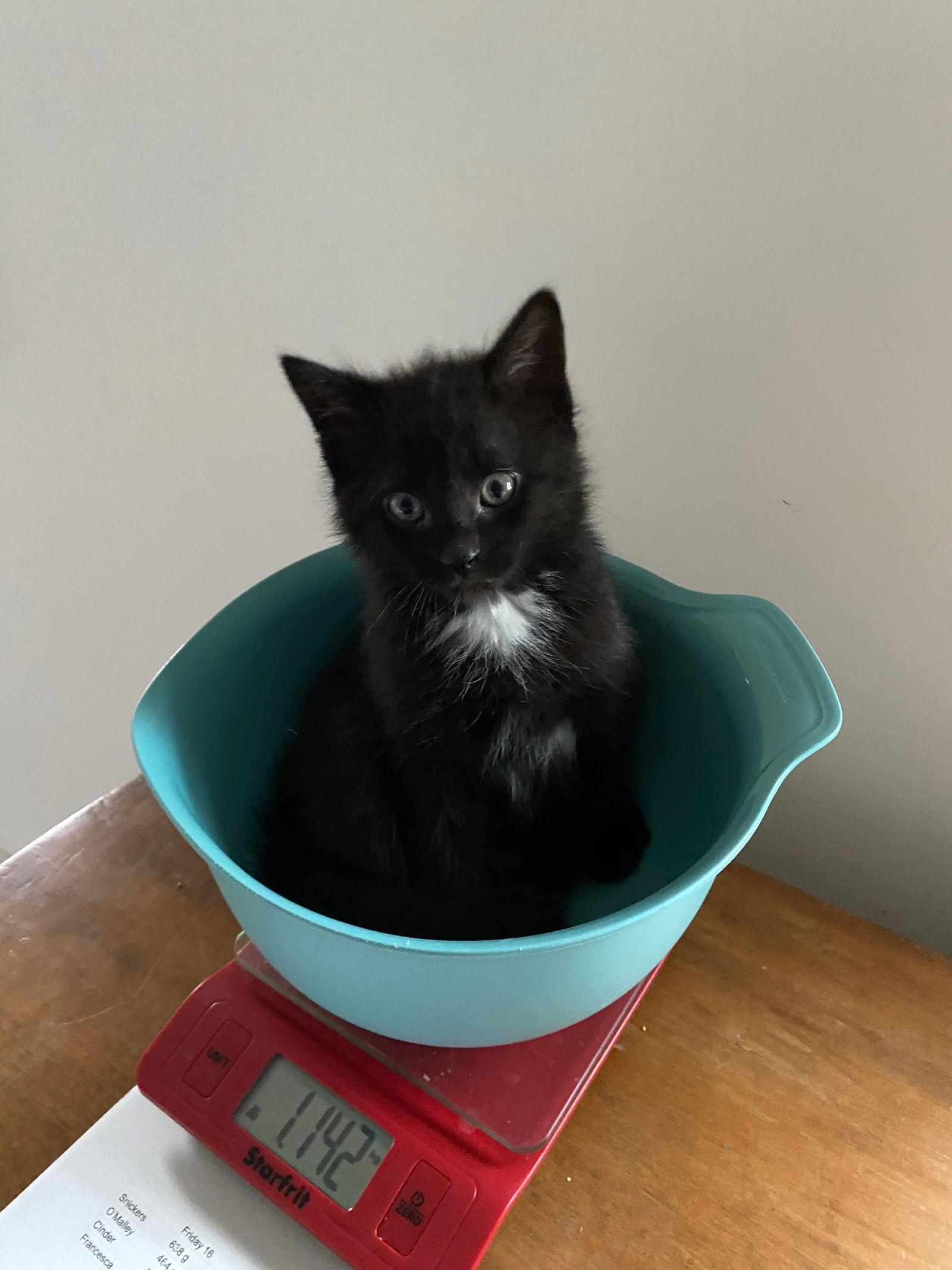 Cinder, Adopted, Young Male Domestic Short Hair.