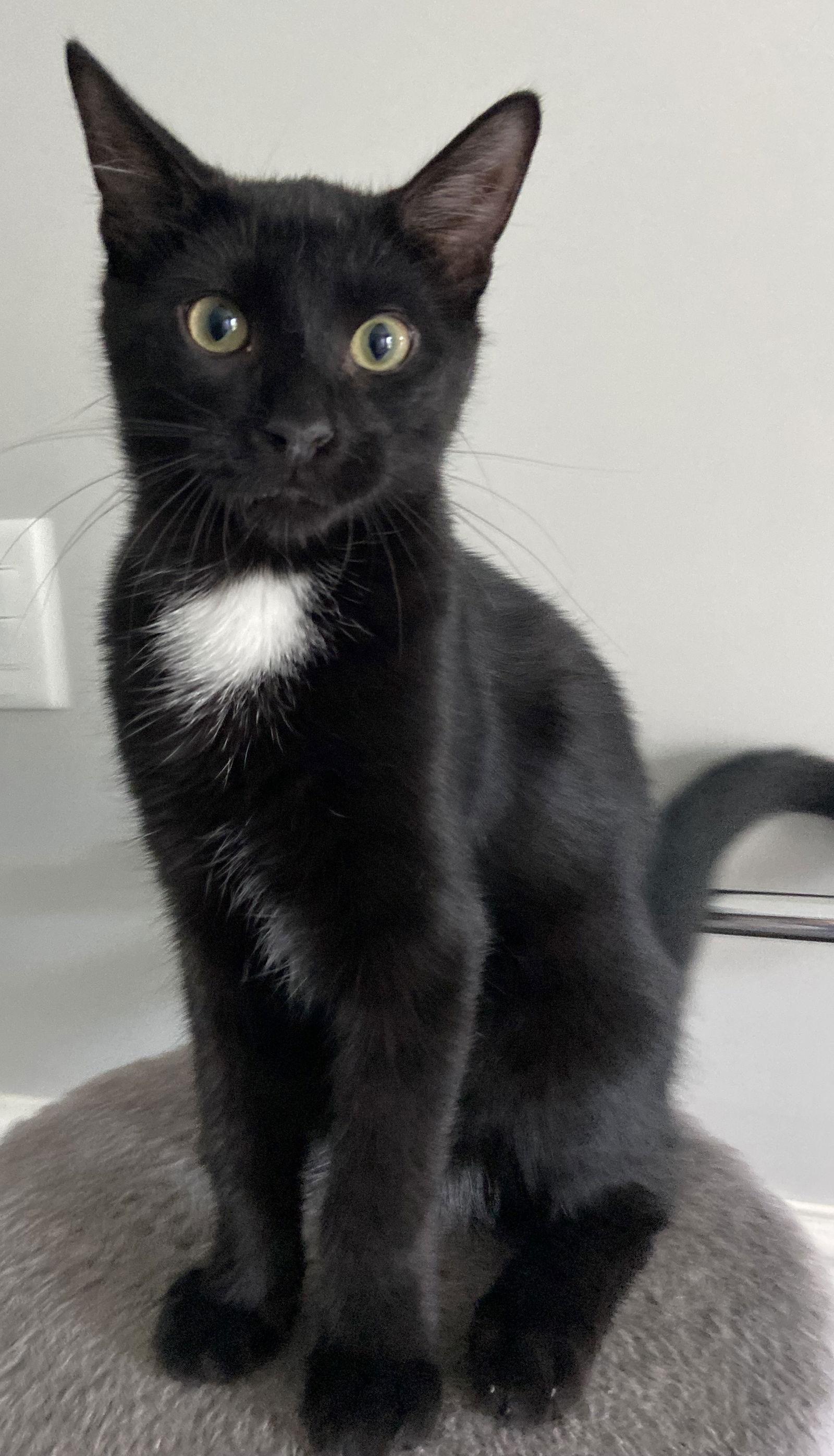 Cinder, a Adopted Domestic Short Hair in Markham, ON image 2/3