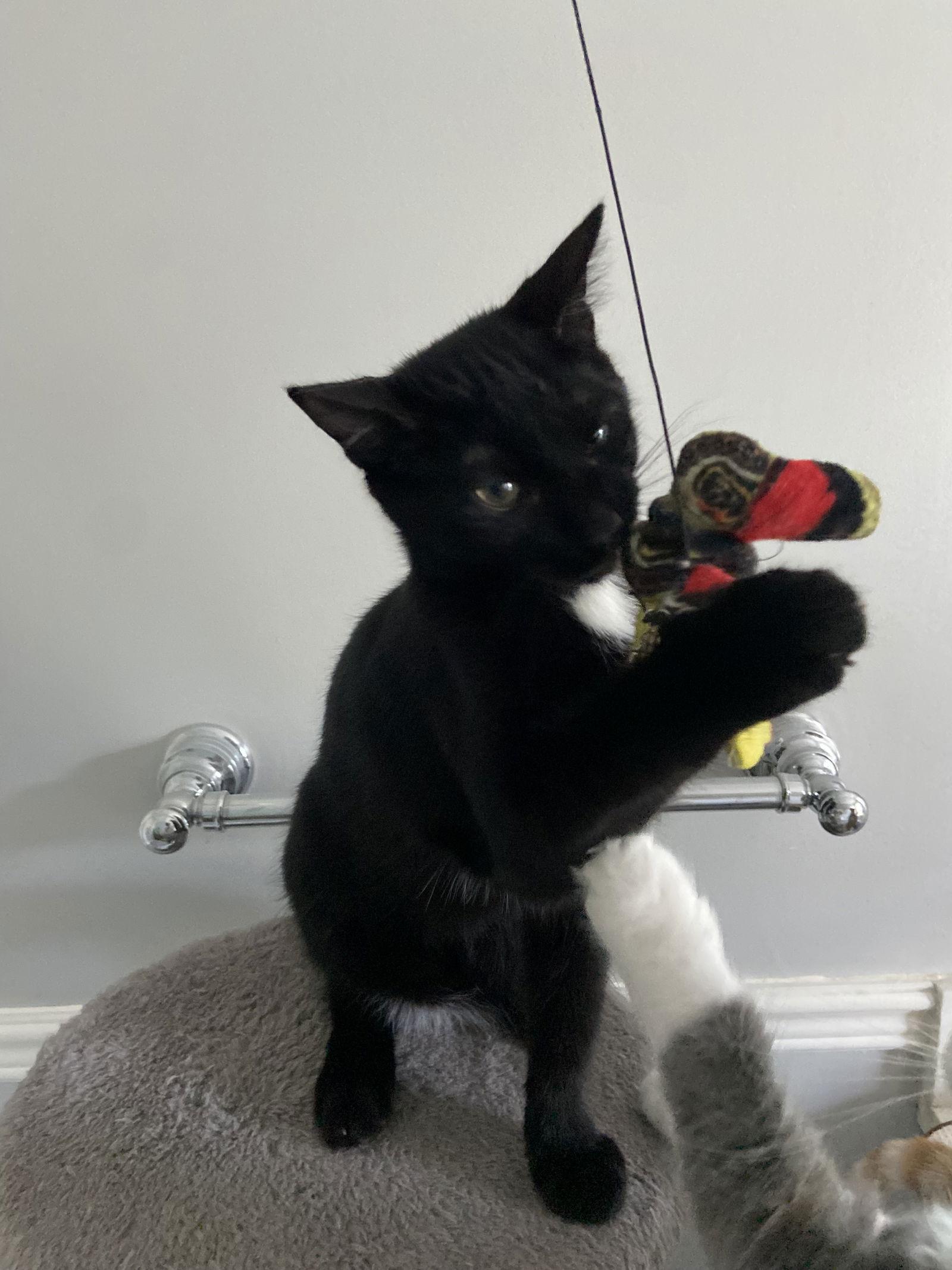 Cinder, a Adopted Domestic Short Hair in Markham, ON image 3/3