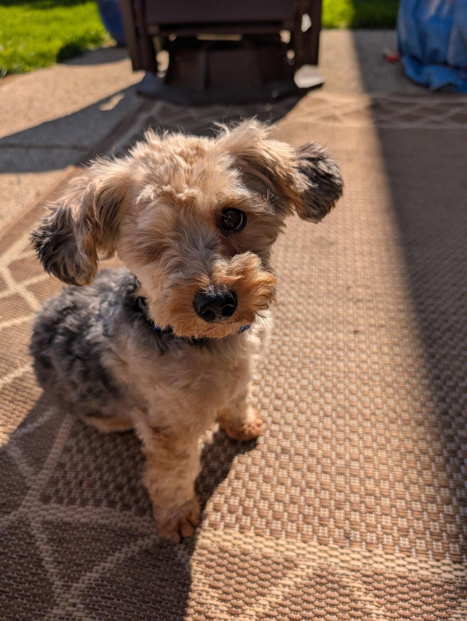 Cosmo, Adopted, Young Male Yorkshire Terrier.
