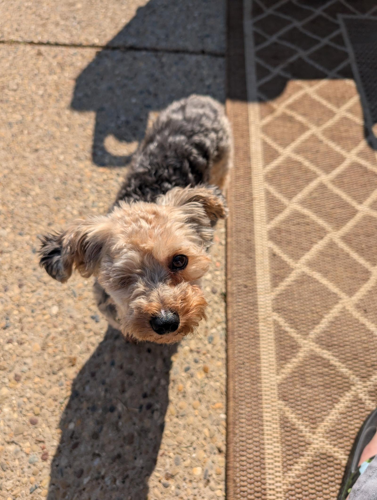 Cosmo, a Adopted Yorkshire Terrier in Bloomington, IL image 2/2
