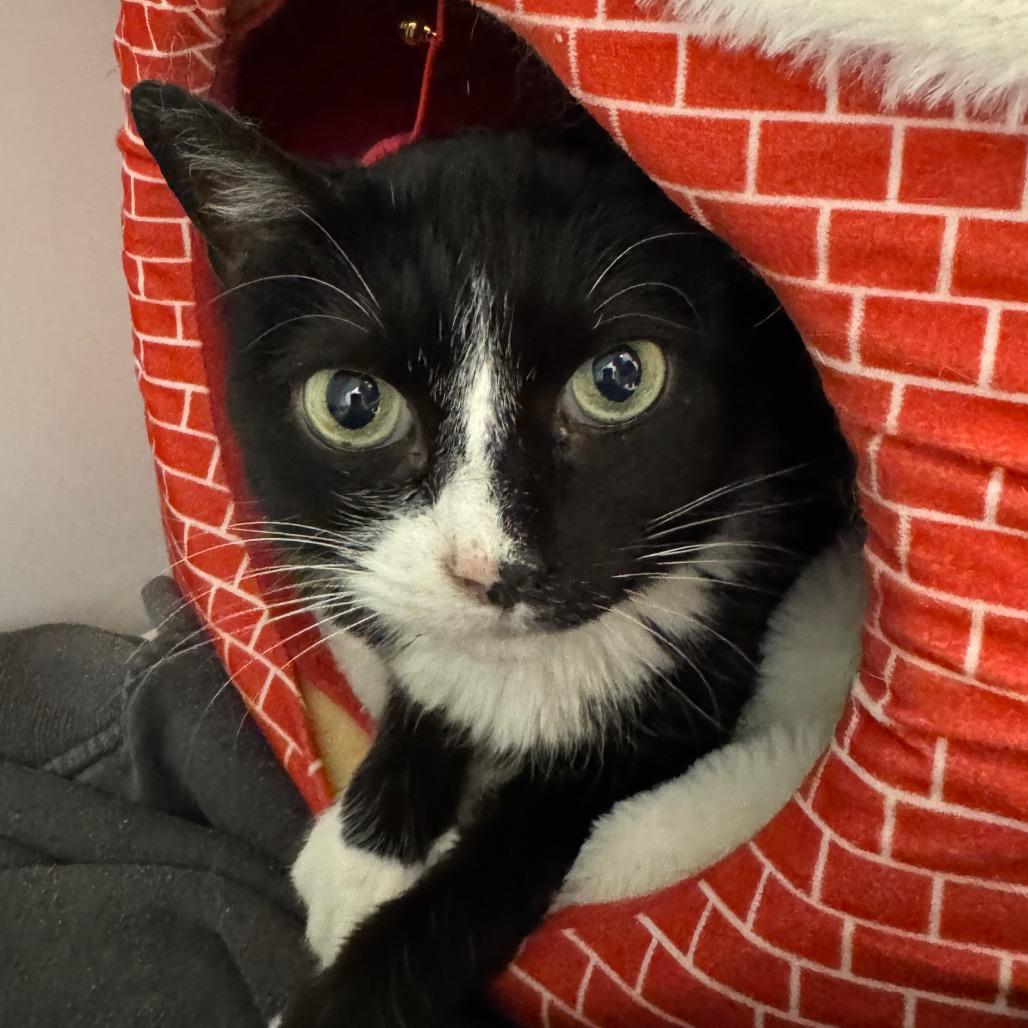 Sugar Bean, Adoptable, Senior Female Domestic Short Hair.