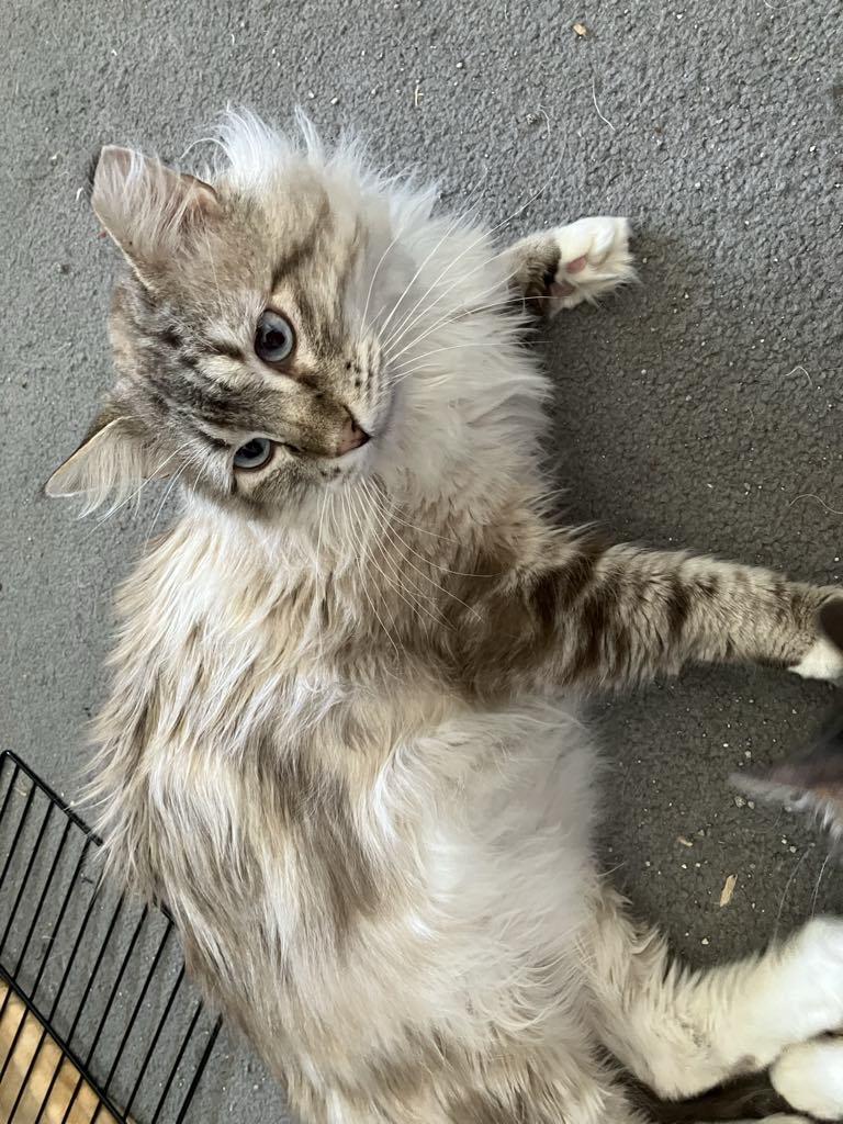 Silva, Adoptable, Young Male Domestic Long Hair.