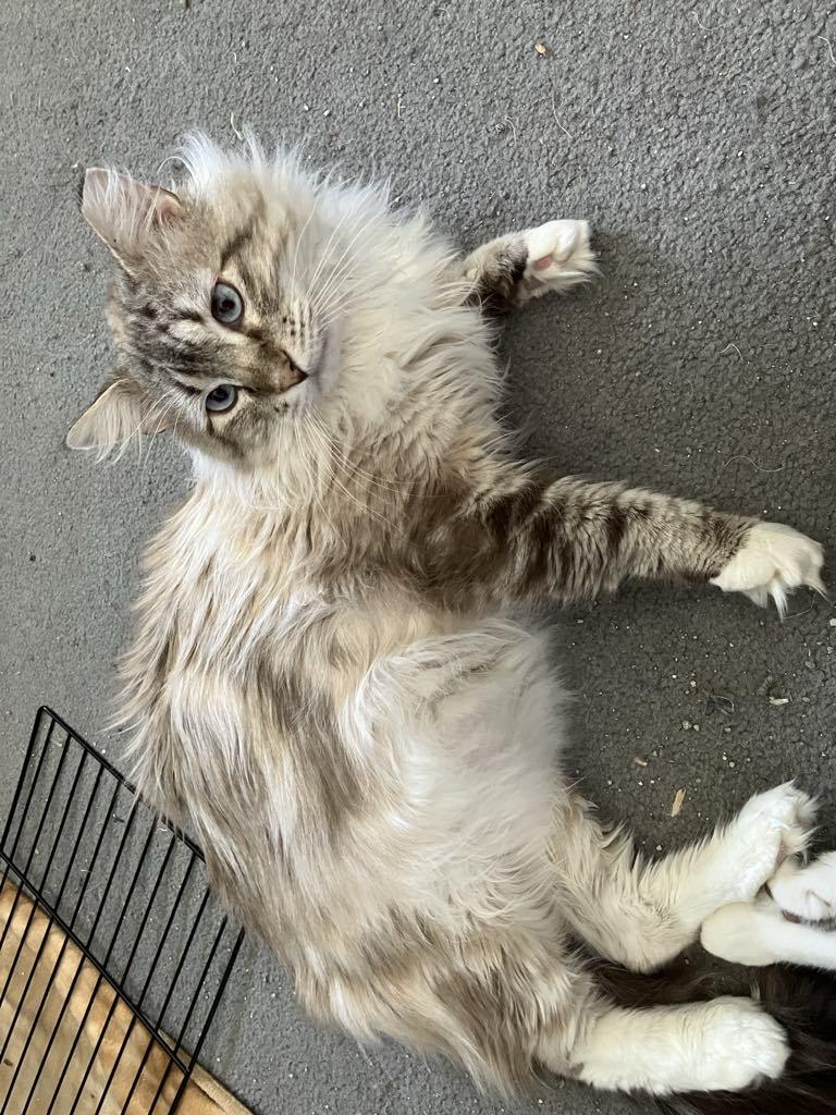 Silva, a Adoptable Domestic Long Hair in Colorado Springs, CO image 2/2