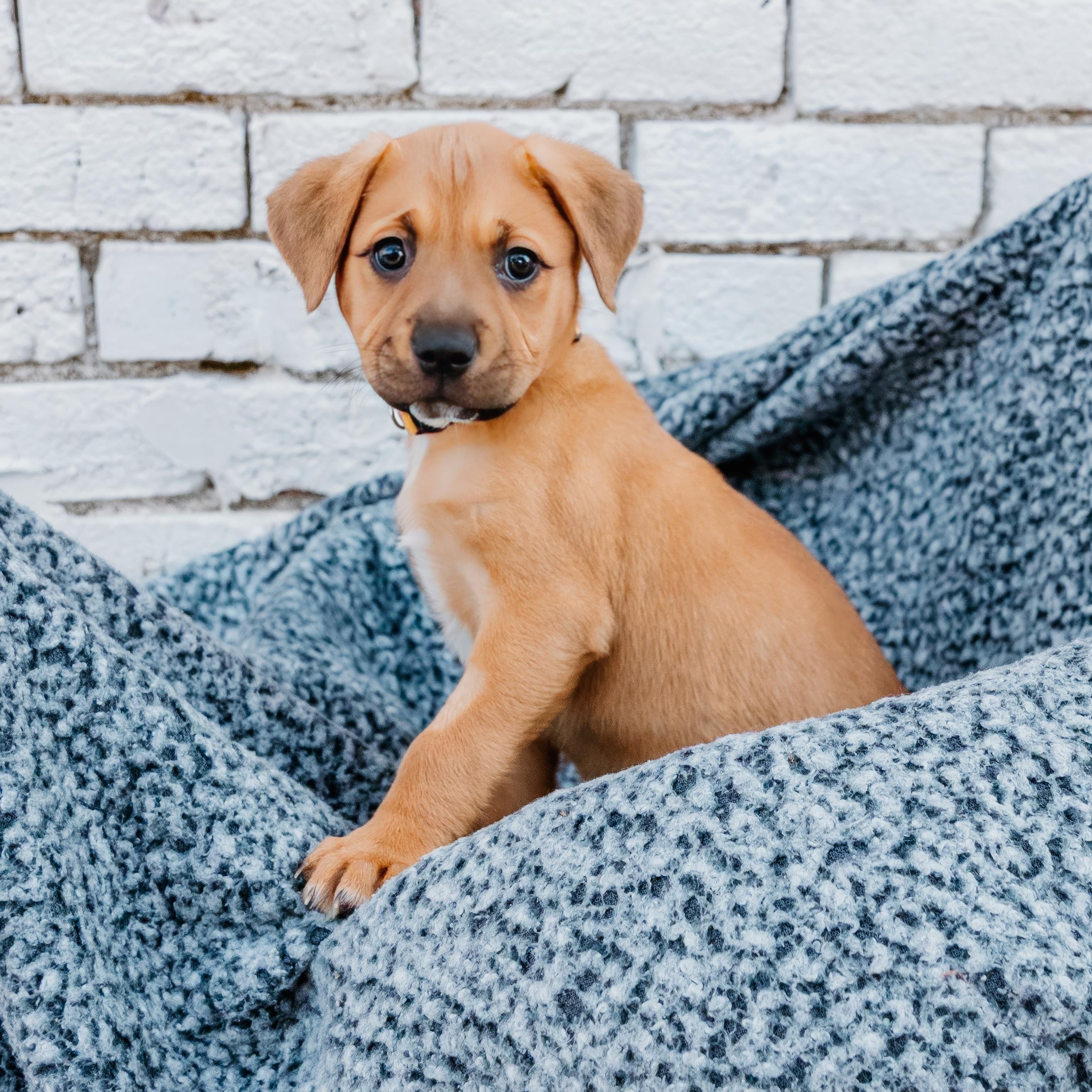 Targa, Adoptable, Puppy Female Boxer & Mixed Breed.