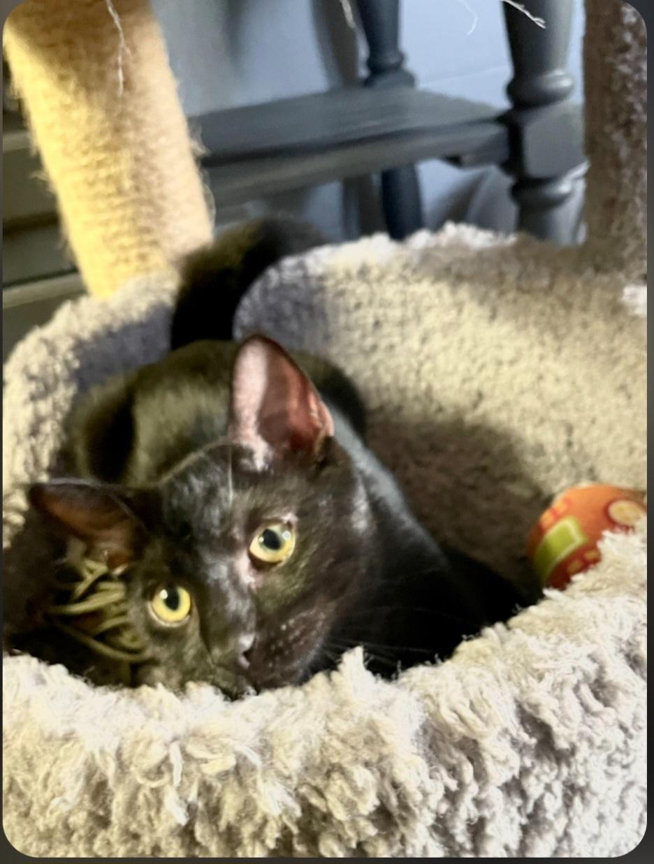 Cooper, Adoptable, Kitten Male Domestic Short Hair.