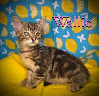 Wallie, a Adoptable mixed breed in Pleasanton, TX image 1/2