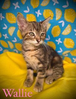 Wallie, a Adoptable mixed breed in Pleasanton, TX image 2/2