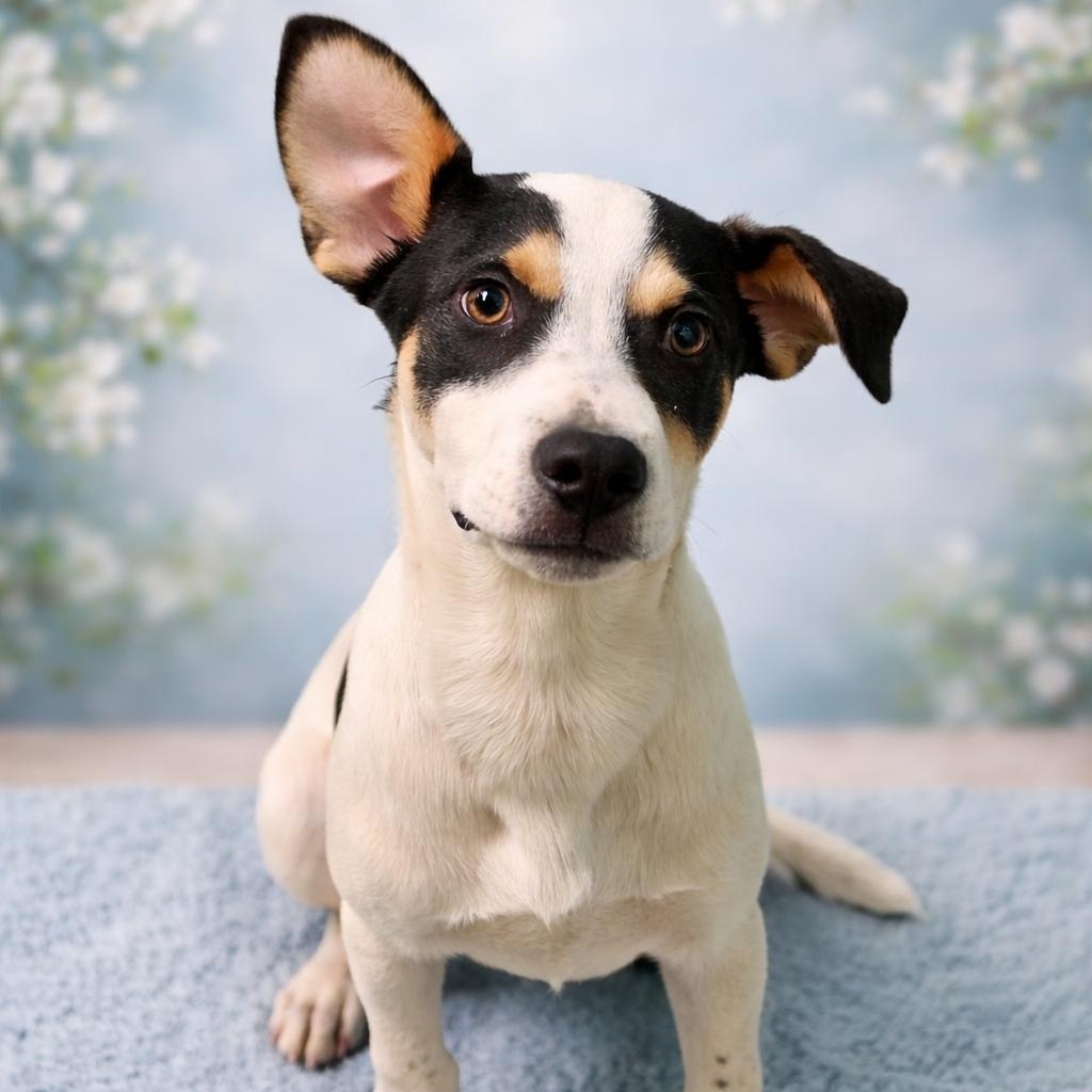 Enlarge Ross, a ADOPTABLE mixed breed in Phenix City, AL image 1/3