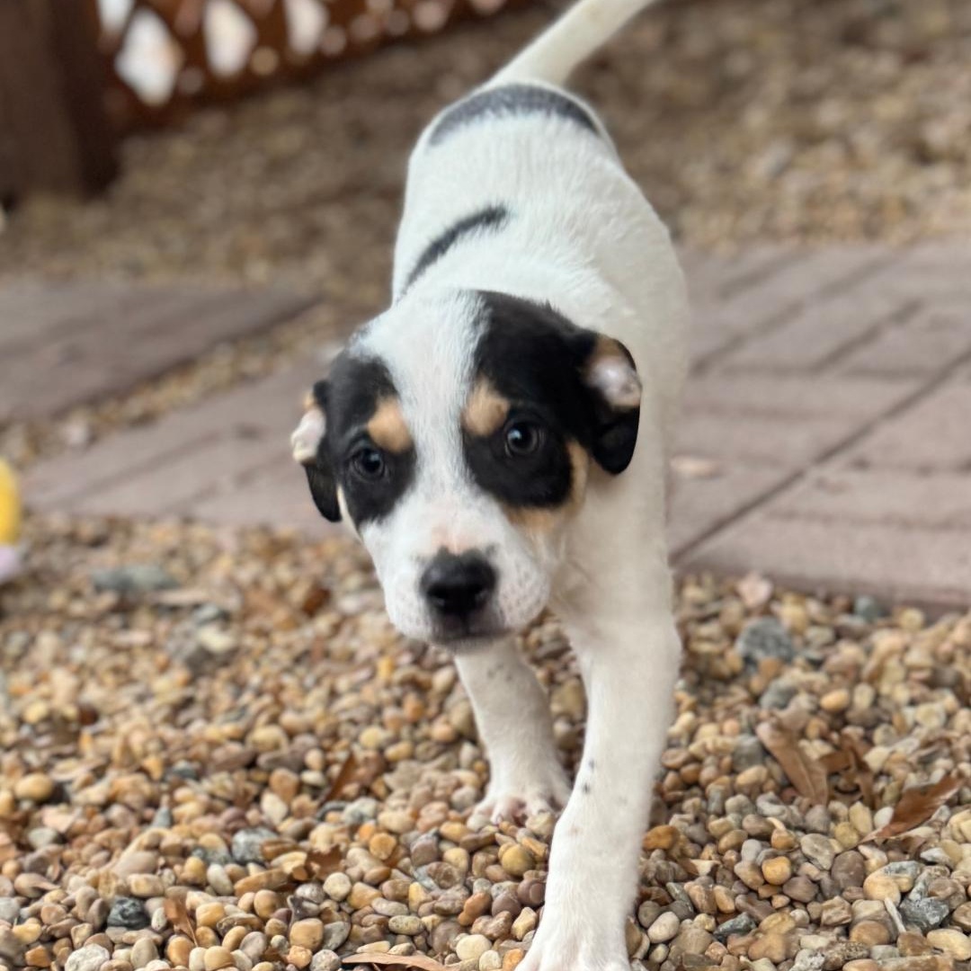Ross, a ADOPTABLE mixed breed in Phenix City, AL image 4/5