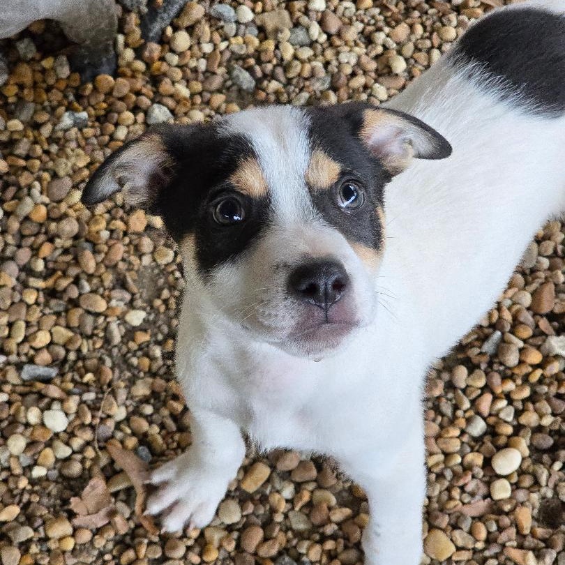 Ross, ADOPTABLE, Young Male Australian Cattle Dog / Blue Heeler.