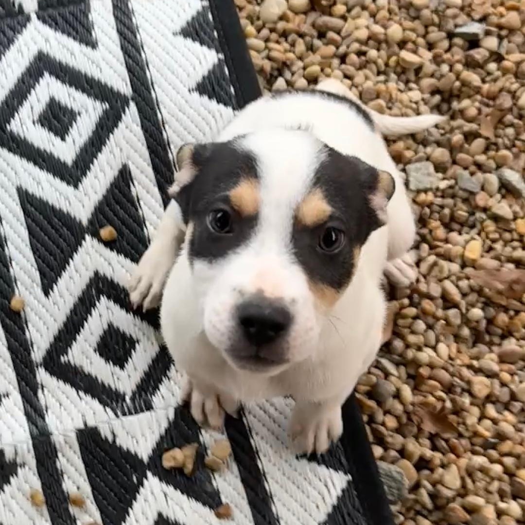 Ross, a ADOPTABLE mixed breed in Phenix City, AL image 2/5