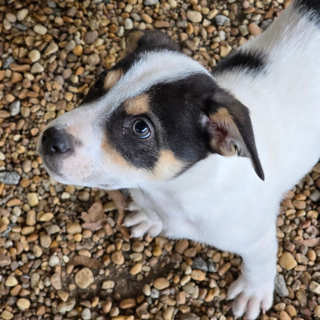 Ross, a ADOPTABLE mixed breed in Phenix City, AL image 5/5