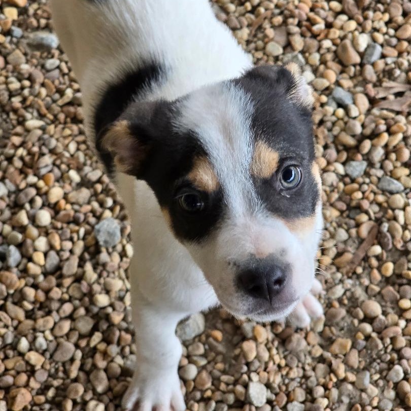 Ross, a ADOPTABLE mixed breed in Phenix City, AL image 3/5