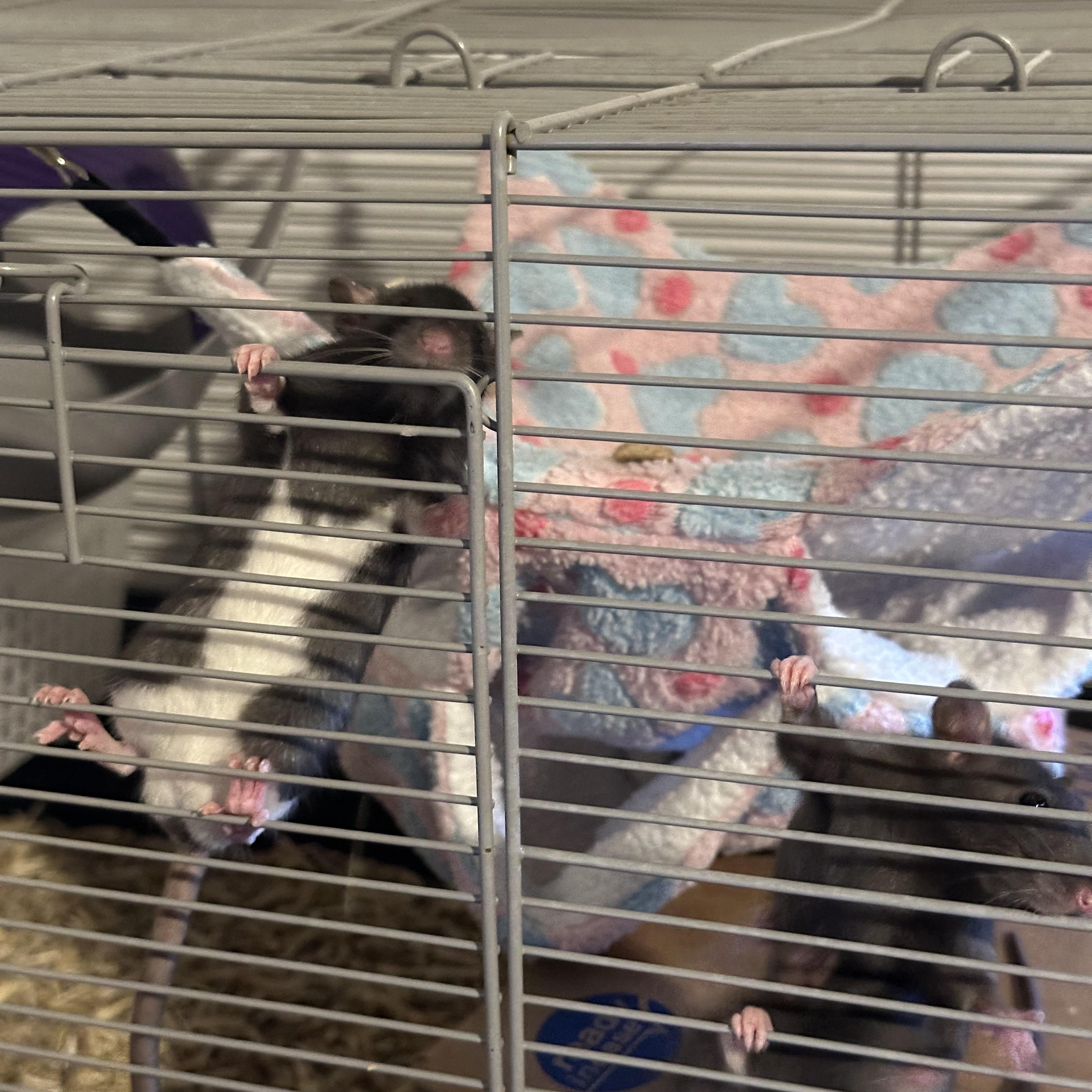 Enlarge Baby Boys (Astrid), a ADOPTABLE Rat in Los Angeles, CA image 2/4