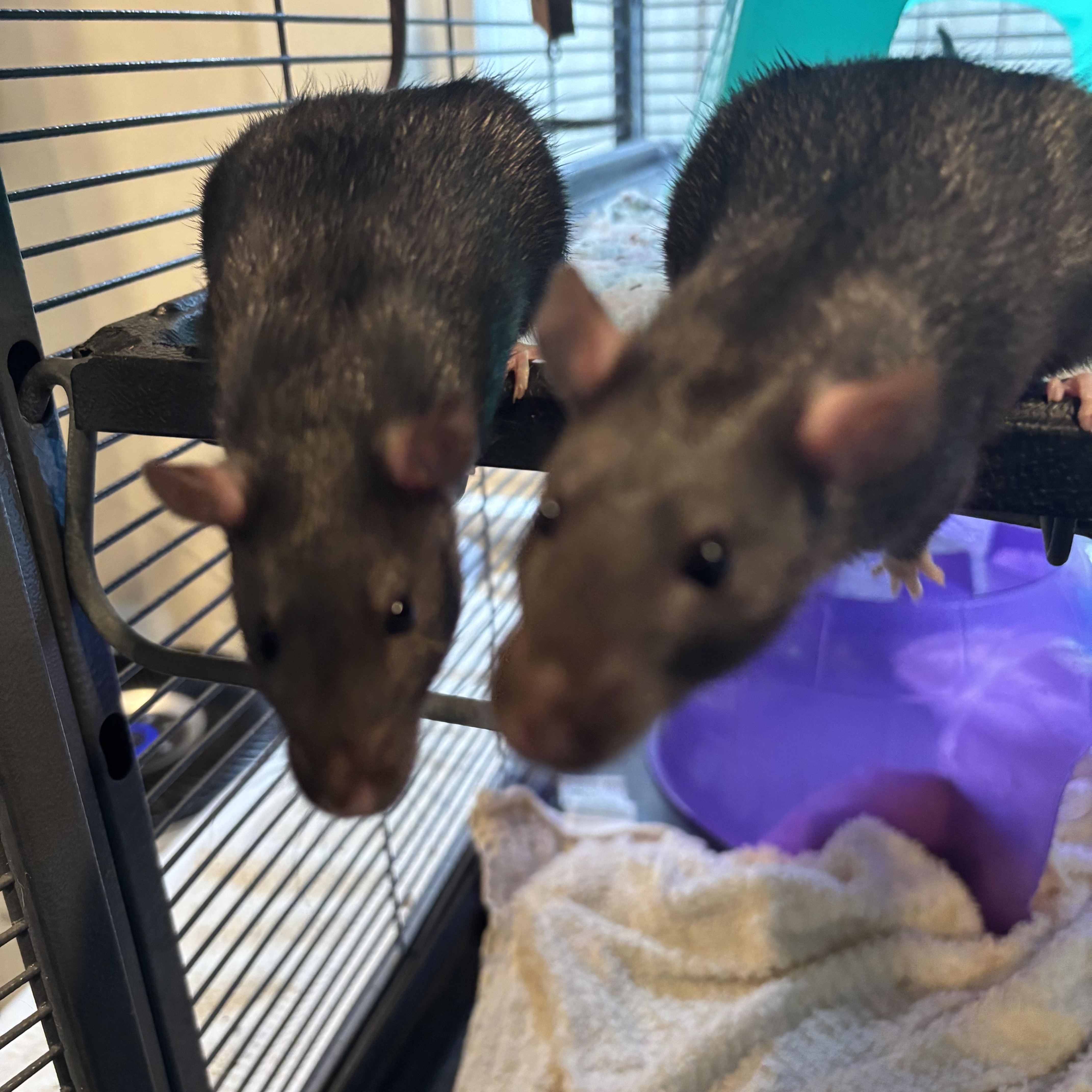 Enlarge Baby Boys (Astrid), a ADOPTABLE Rat in Los Angeles, CA image 3/4