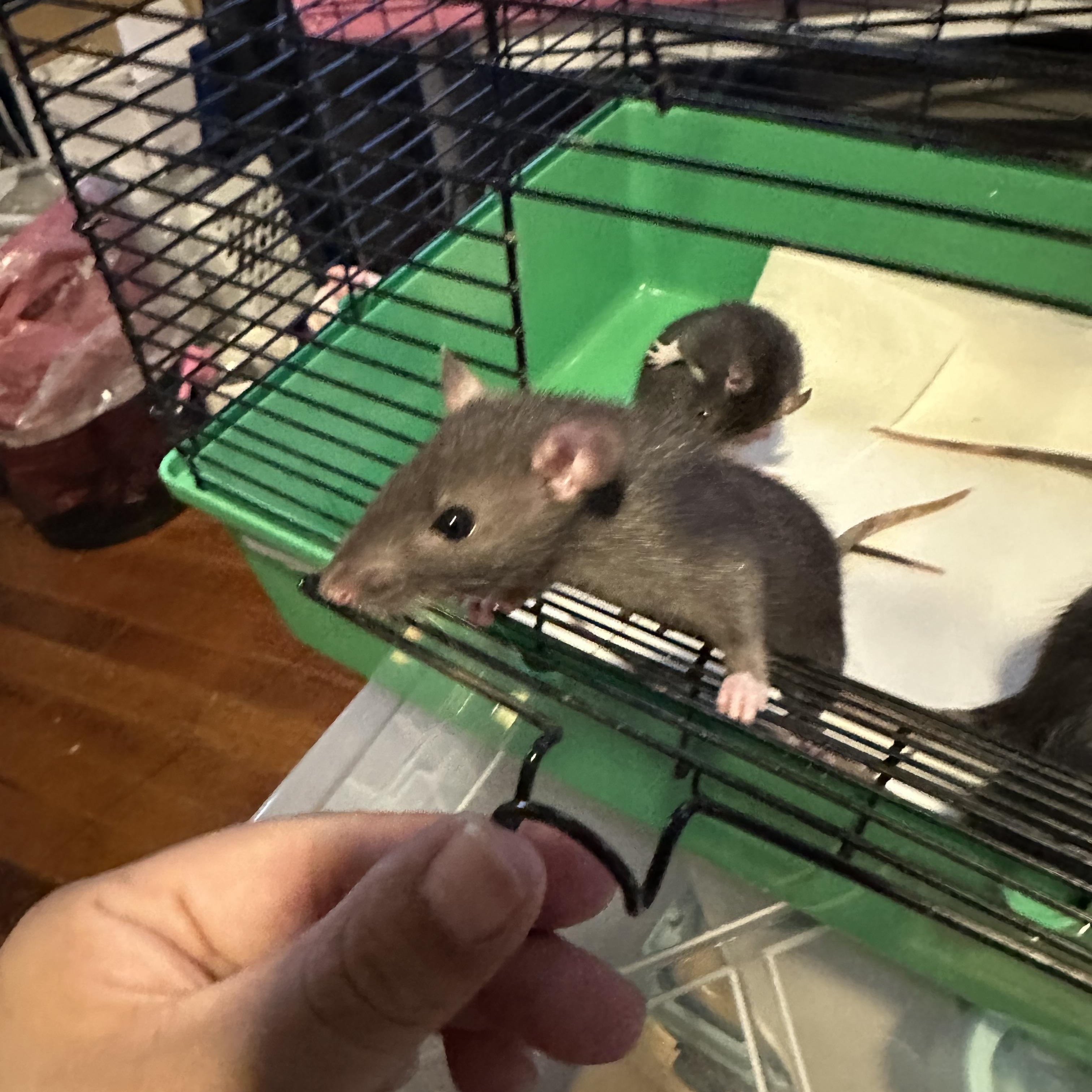Baby Boys (Astrid), ADOPTABLE, Baby Male Rat.