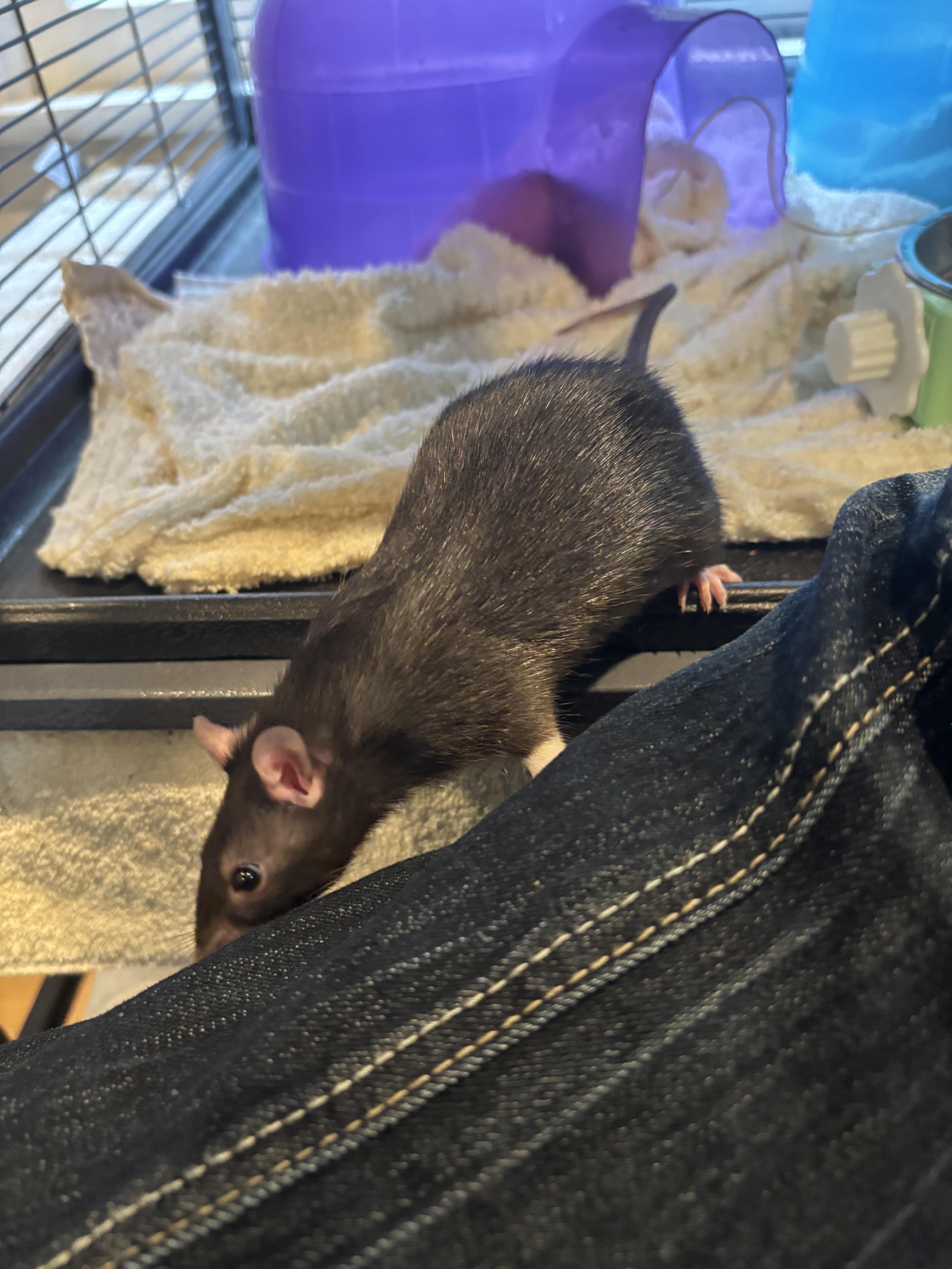 Enlarge Baby Boys (Astrid), a ADOPTABLE Rat in Los Angeles, CA image 4/4