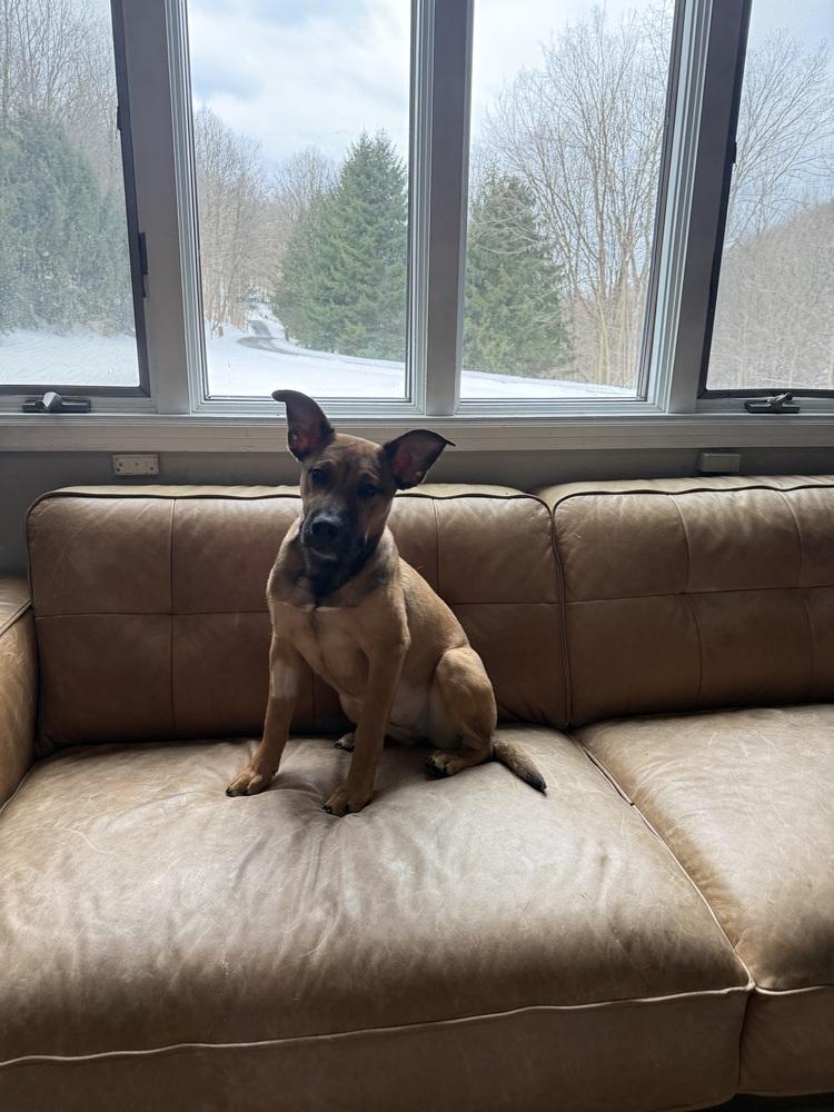 Lotto, Adoptable, Puppy Female Pit Bull Terrier.