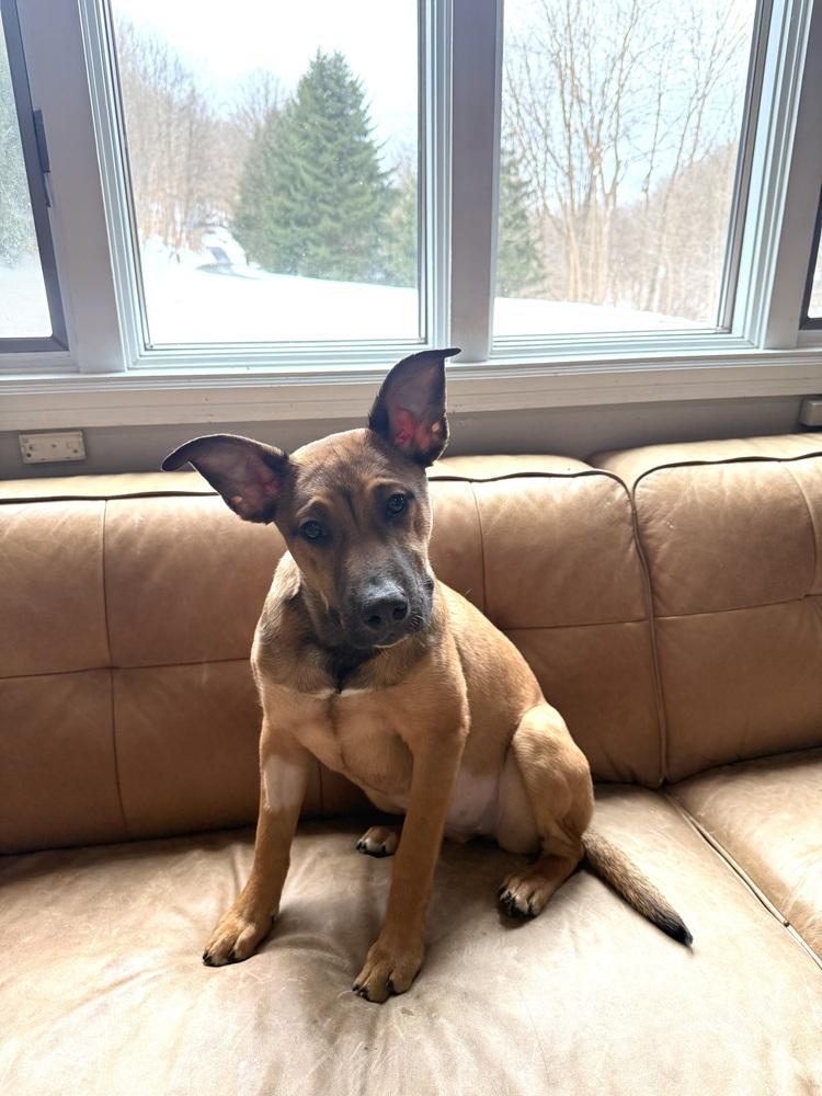 Lotto, a Adoptable mixed breed in Irwin, PA image 2/6